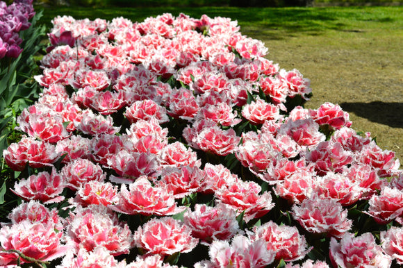 cebulki tulipanów queensland Polska Dostawa