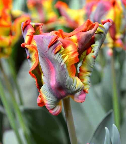 TULIPAN Wielokolorowy RAINBOW Parrot