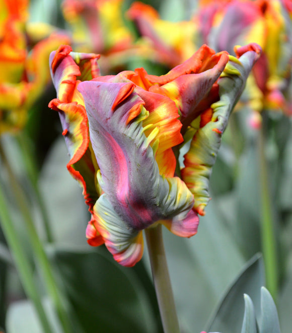 TULIPAN Wielokolorowy RAINBOW Parrot