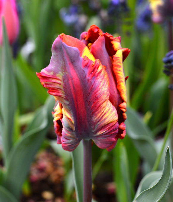  'Rainbow Parrot' Tulipan papuzi - cebulki tulipanów papuzich