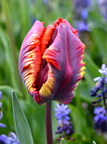 Tulipan Rainbow Parrot