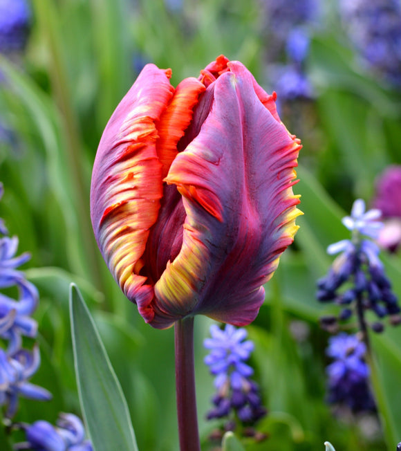 Cebulki tulipanów Rainbow Parrot