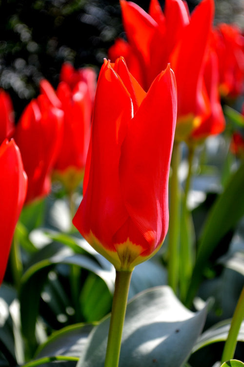 Tulipan Red Emperor