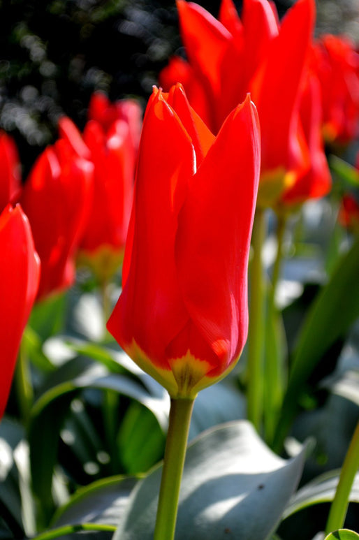 Tulipan Red Emperor