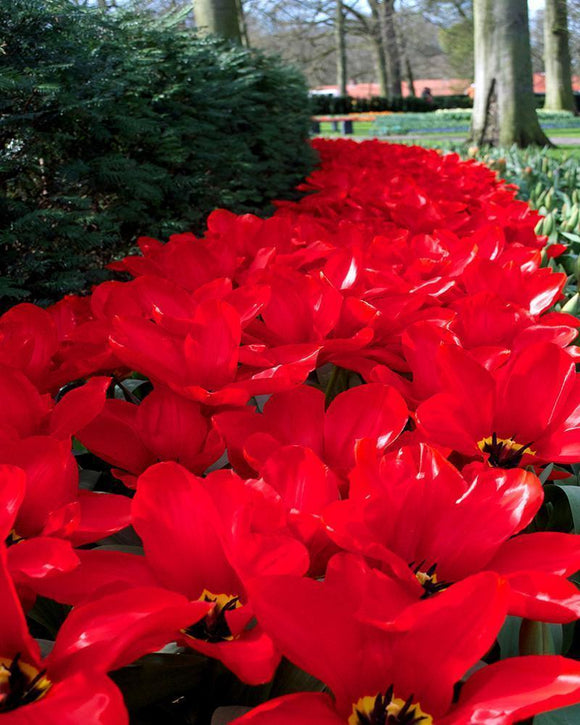 Cebulki tulipanów Red Emperor z Holandii