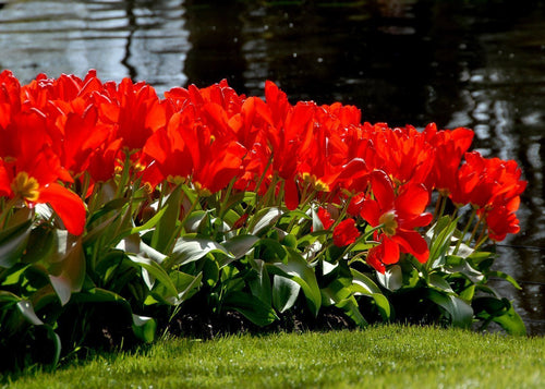 Cebulki czerwonych tulipanów