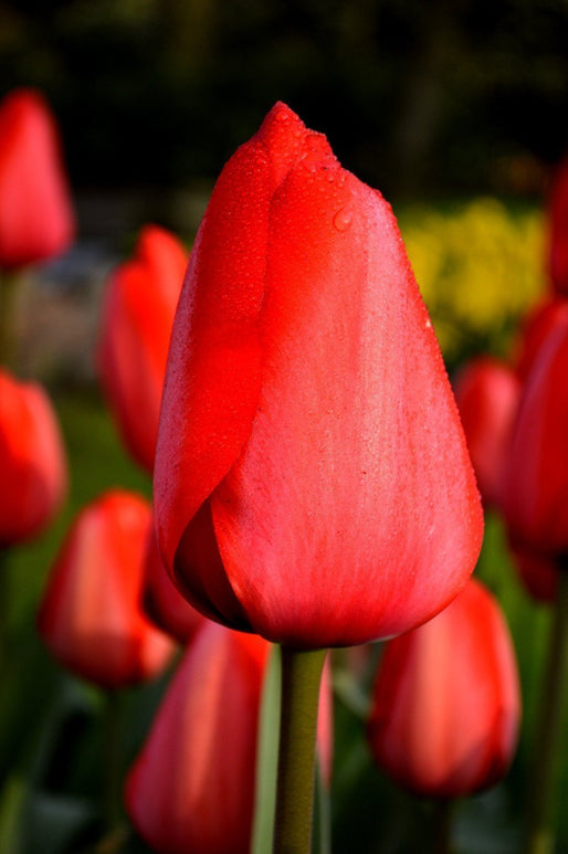Tulipan Red Impression
