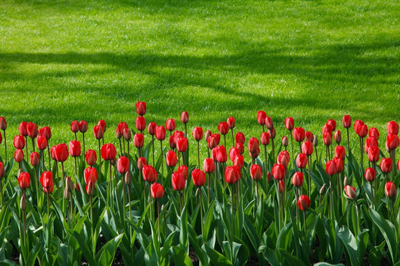 Duże czerwone tulipany