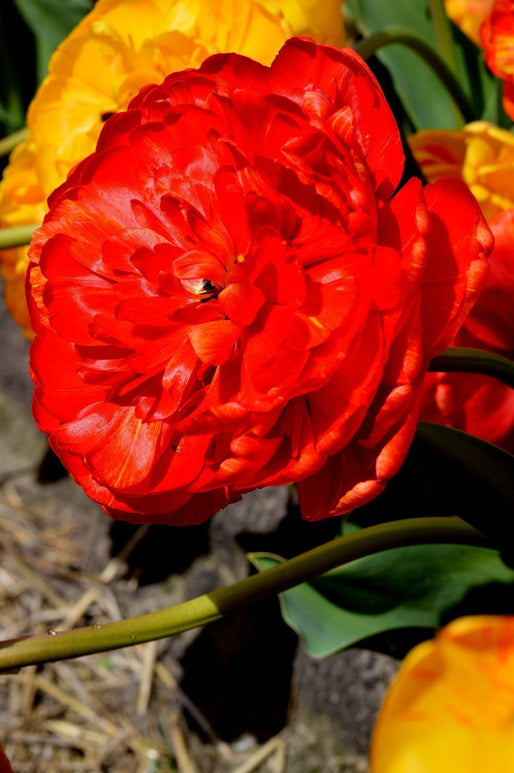 Kup Cebulki Tulipanowe Red Pomponette