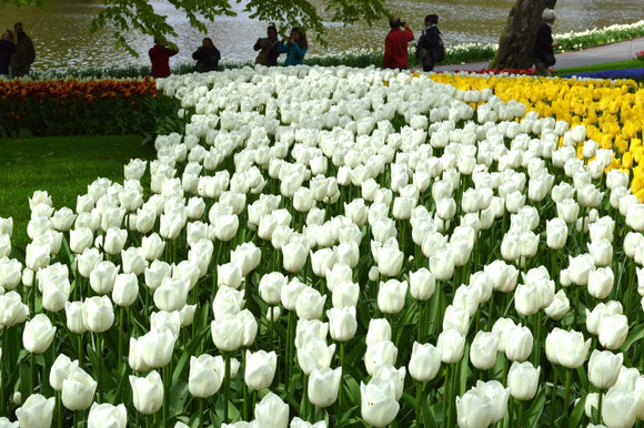 Royal Virgin - Białe tulipany