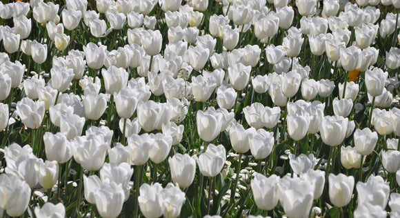 Tulipanowe cebulki tulipanów Royal Virgin z Holandii