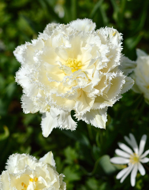 Tulipan Snow Crystal