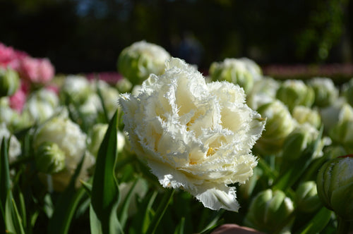 Tulipanowe Snow Crystal