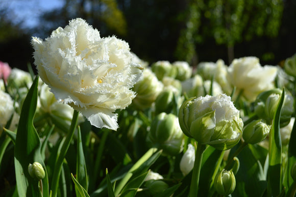 Cebulki tulipana Snow Crystal - Polska Wysyłka