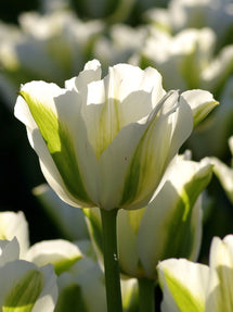 Tulipan Spring Green