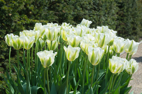 Tulipan Spring Green (Wiosenna Zieleń)