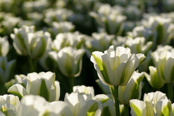 Tulipan Zielonokwiatowy Spring Green