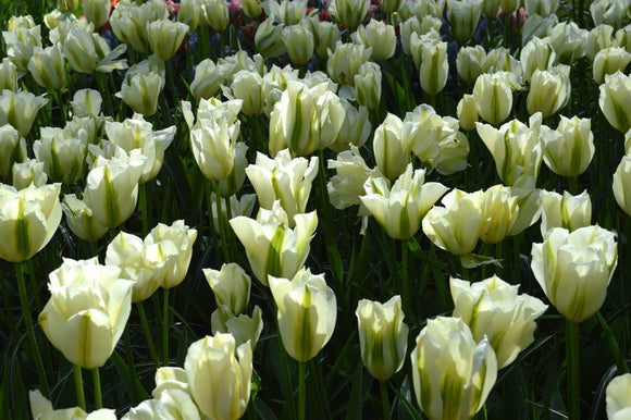 Cebulki tulipanów - Spring Green