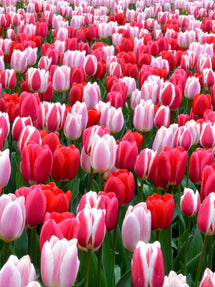 Kolekcja Tulipanów Strawberry Fields