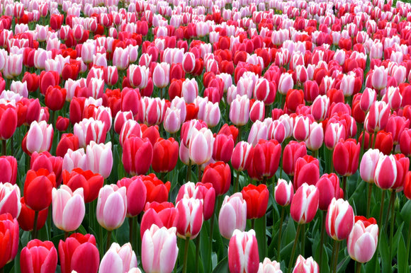 Różowy Darwin Cebulki tulipanów