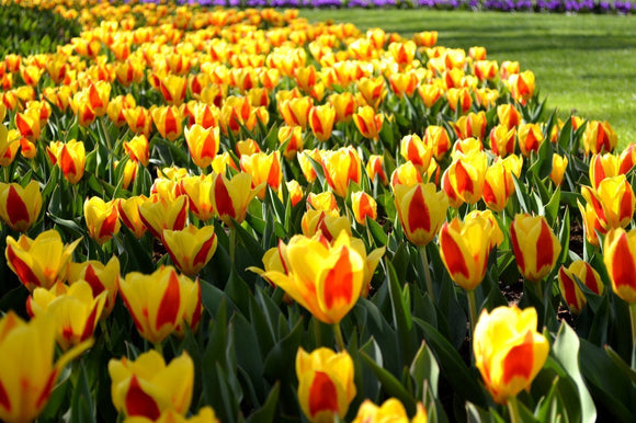 TULIPAN KAUFMANNA NISKI STRESA