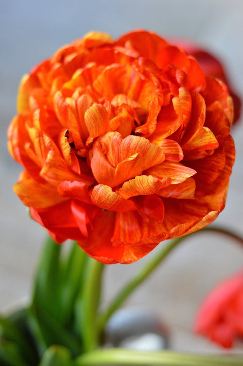 Cebulki tulipanów Sunlover
