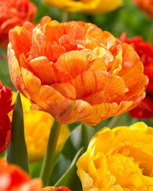 Tulipan Sunlover z Holandii - Polska Dostawa