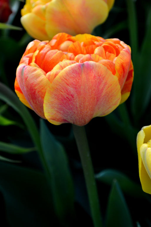 Cebulki kwiatowe tulipanów Sunlover
