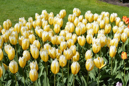 Cebulki tulipanów Sweetheart