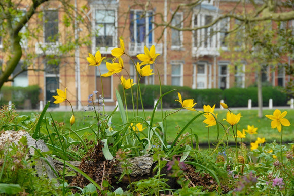 Cebulki Tulipanowe Sylvestris - Kup Cebulki Tulipanowe