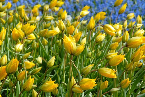 Cebulki tulipanów - Sylvestris