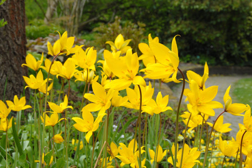 Cebulki dzikiego tulipana Sylvestris