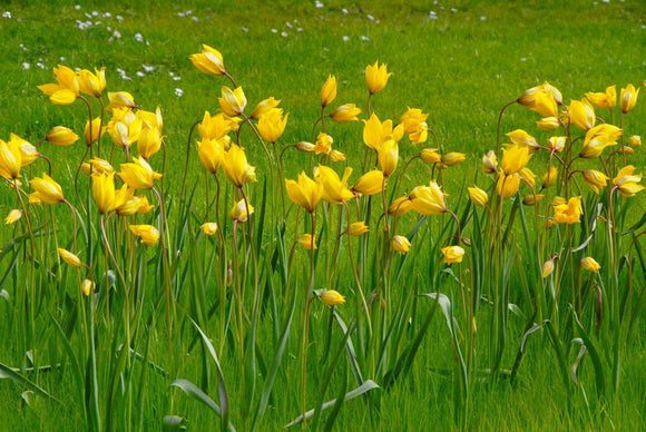 Tulipan Sylvestris Cebulki - dostawa Polska