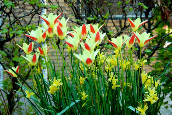 Tulipan 'Tinka' | Cebulki Tulipanów