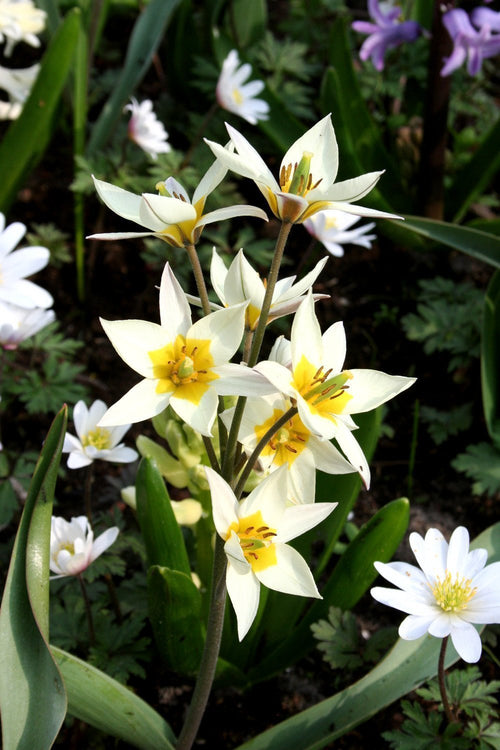 Tulipan Botaniczny 'Turkestanica