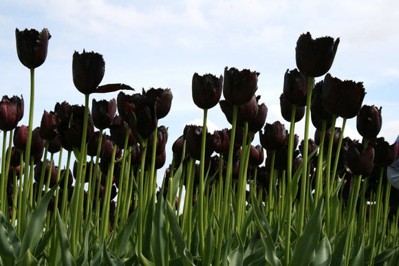 Cebulki tulipanów - Tulipan Vincent van Gogh