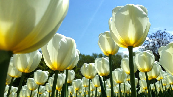 Cebulki tulipanów White Emperor