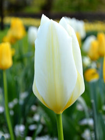 Tulipan White Emperor
