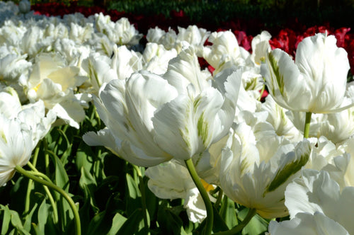 Tulipan White Parrot cebulki