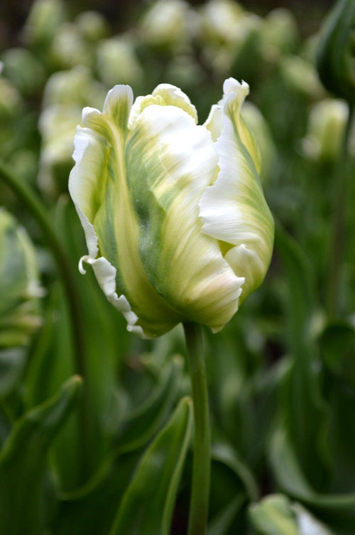 Tulipan White Parrot z Holandiiolandii