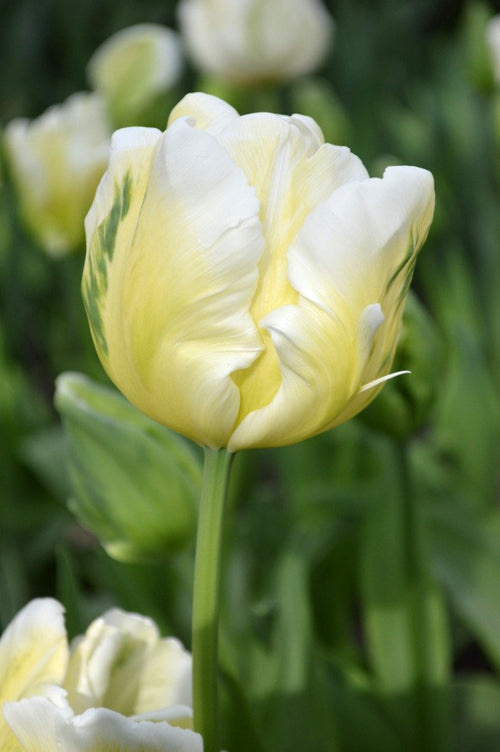 Tulipan White Parrot