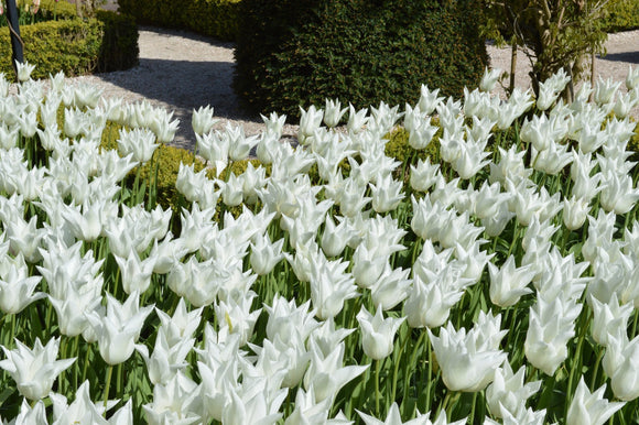 Kup cebulki tulipanów White Triumphator