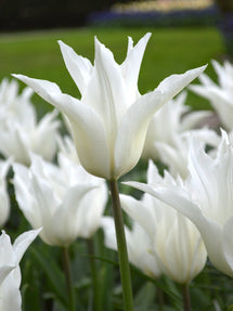 Tulipan White Triumphator
