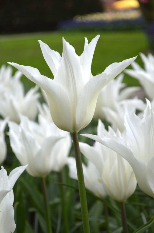 Tulipan White Triumphator
