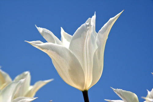 Cebulki tulipanów - White Triumphator polska dostawa