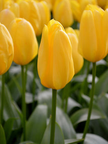 Tulipan Yellow Emperor