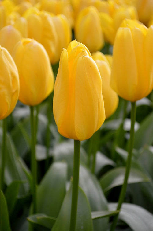 Cebulki tulipanów Yellow Emperor