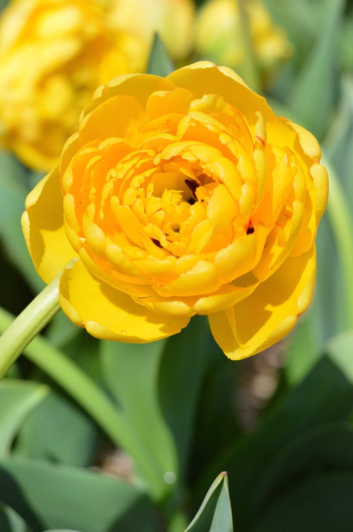 Tulipan Yellow Pomponette | Cebulki tulipanów