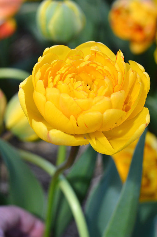 Tulipan Yellow Pomponette