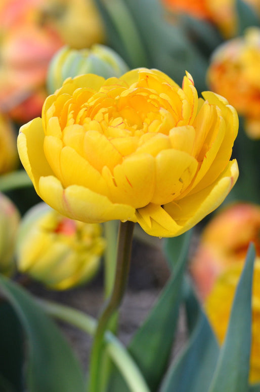 Tulipan Cebulki Kwiatowe Tulipan Żółty Pomponette
